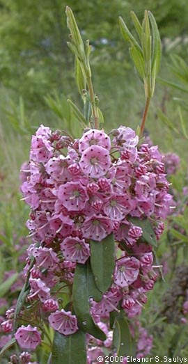Kalmia angustifolia L.