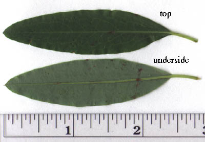 Kalmia angustifolia L.
