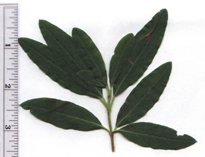Kalmia angustifolia L.
