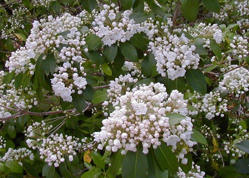 Kalmia latifolia L.