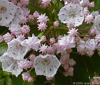 Kalmia latifolia L.