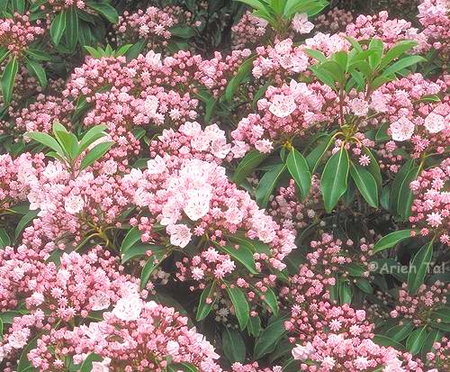 Kalmia latifolia L.