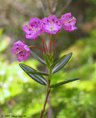 Kalmia polifolia Wangenh.