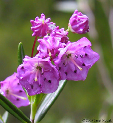 Kalmia polifolia Wangenh.
