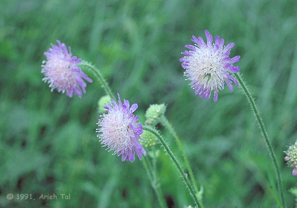 Knautia arvensis (L.) Coult.