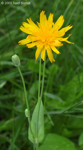 Krigia biflora (Walt.) Blake