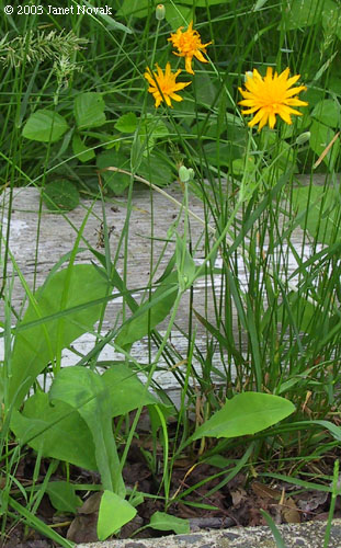 Krigia biflora (Walt.) Blake