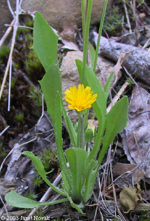 Krigia virginica (L.) Willd.