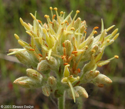 Lachnanthes caroliana (Lam.) Dandy