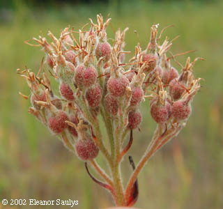 Lachnanthes caroliana (Lam.) Dandy