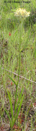 Lachnanthes caroliana (Lam.) Dandy
