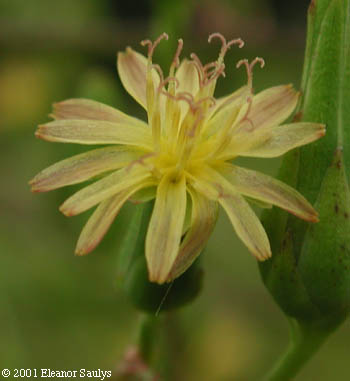 Lactuca canadensis L.