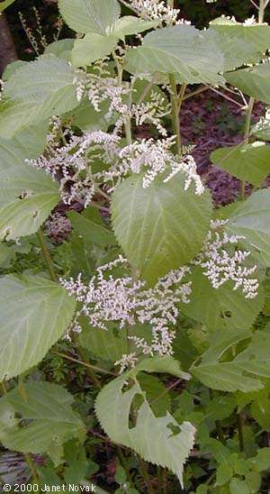 Laportea canadensis (L.) Weddell