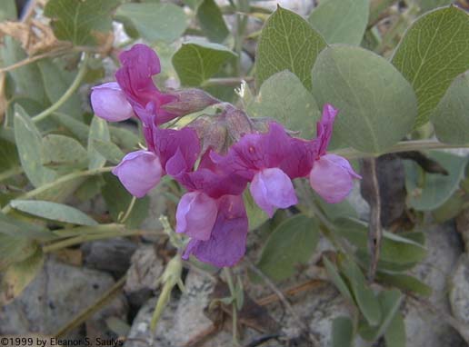 Lathyrus japonicus Willd.