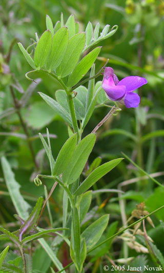 Lathyrus palustris L.