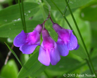 Lathyrus palustris L.