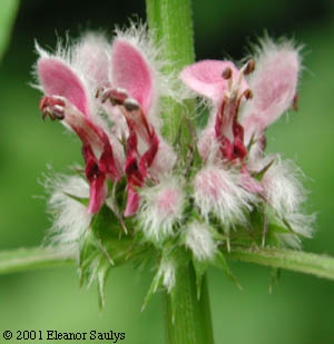 Leonurus cardiaca L.