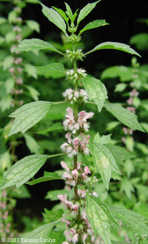 Leonurus cardiaca L.