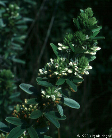 Lespedeza capitata Michx.