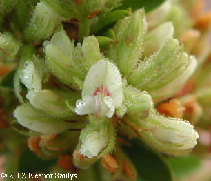 Lespedeza capitata Michx.