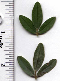 Lespedeza capitata Michx.