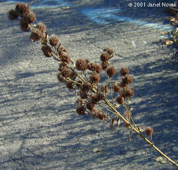 Lespedeza capitata Michx.