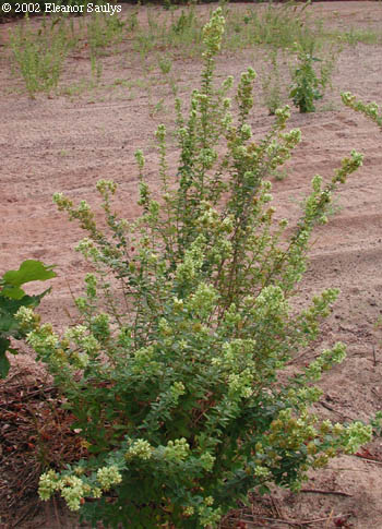 Lespedeza capitata Michx.