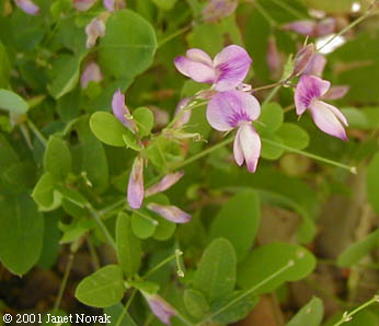 Lespedeza violacea (L.) Pers.