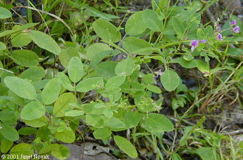 Lespedeza violacea (L.) Pers.