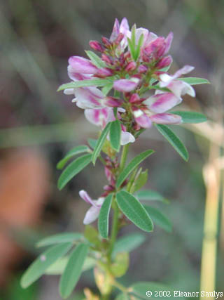 Lespedeza virginica (L.) Britt.