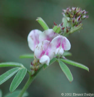 Lespedeza virginica (L.) Britt.