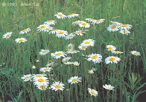 Leucanthemum vulgare Lam.