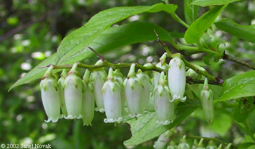 Leucothoe racemosa (L.) Gray