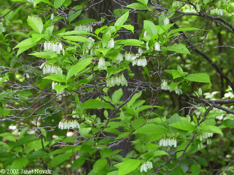 Leucothoe racemosa (L.) Gray