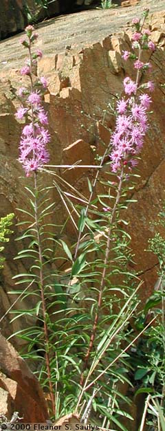 Liatris scariosa (L.) Willd. var. novae-angliae Lunell