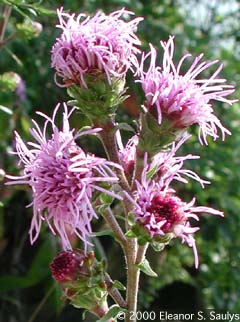 Liatris scariosa (L.) Willd. var. novae-angliae Lunell