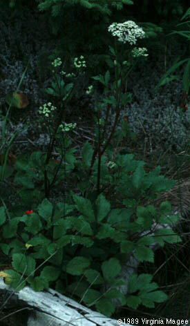 Ligusticum scoticum L.