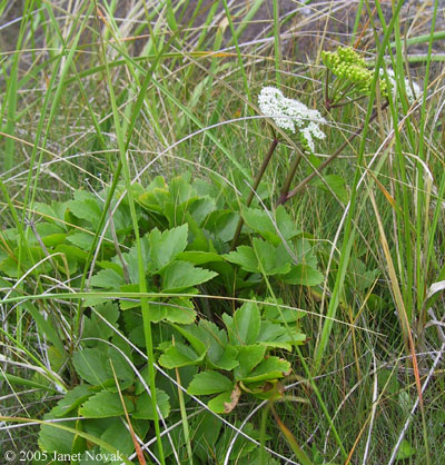 Ligusticum scoticum L.