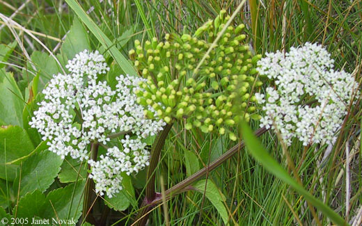 Ligusticum scoticum L.