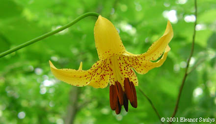 Lilium canadense L. ssp. canadense
