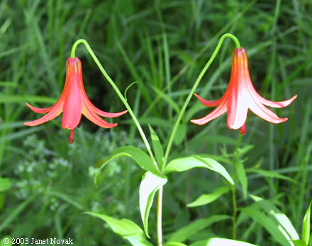 Lilium canadense L. ssp. canadense