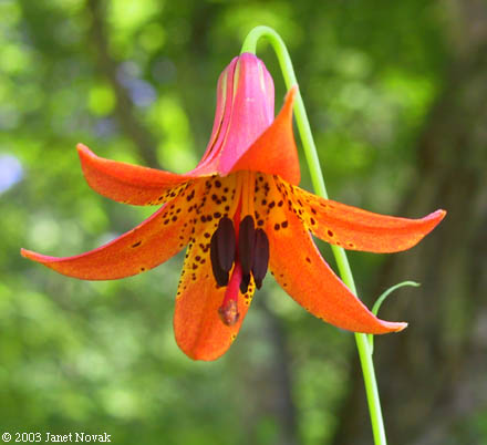 Lilium canadense L. ssp. canadense
