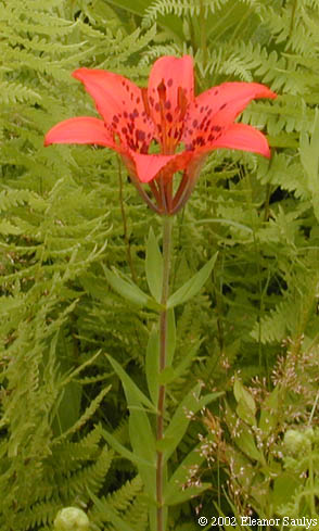Lilium philadelphicum L.