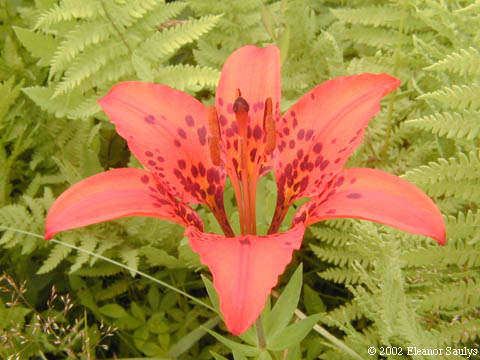 Lilium philadelphicum L.