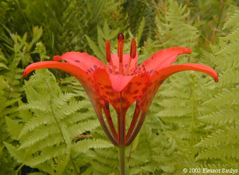 Lilium philadelphicum L.