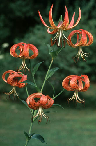 Lilium superbum L.