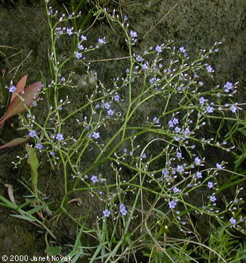 Limonium carolinianum (Walt.) Britt.