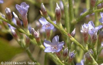 Limonium carolinianum (Walt.) Britt.