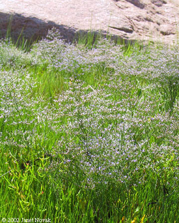 Limonium carolinianum (Walt.) Britt.