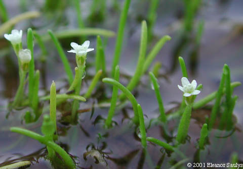 Limosella australis R. Br.